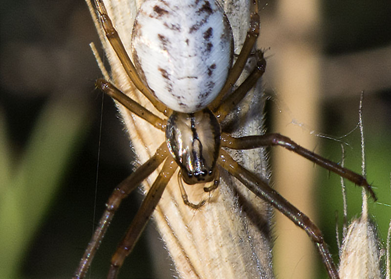 Larinioides sp ?  No,  Linyphia cfr. tenuipalpis  - P.N. del Gran Sasso